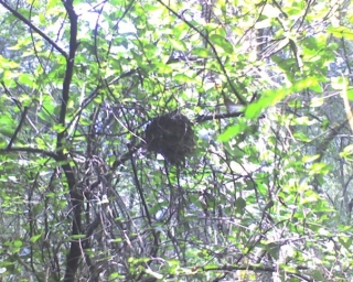  bird watching 